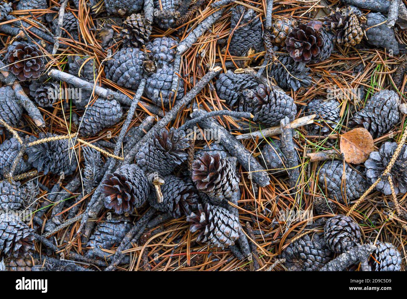 piccoli pineconi a terra con aghi di pino Foto Stock