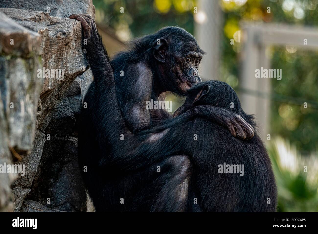 Scimmia adulta e giovanile si abbracciano a vicenda Foto Stock