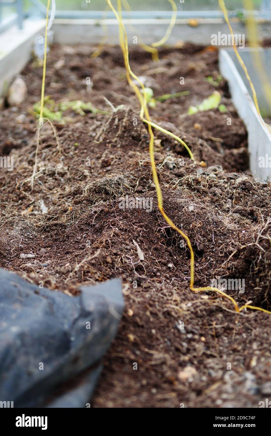 Pulizia della serra dopo la stagione estiva. Terra vecchia con le radici. Chiusura per la stagione invernale. Foto Stock