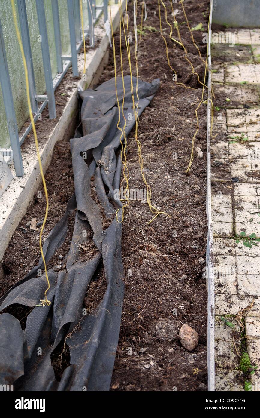 Pulizia della serra dopo la stagione estiva. Terra vecchia con le radici. Chiusura per la stagione invernale. Foto Stock