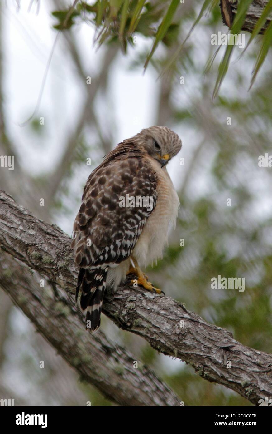 Falco a spalla rossa (Buteo lineatus) arroccato sull'albero di Sanibel Island, Florida Febbraio Foto Stock