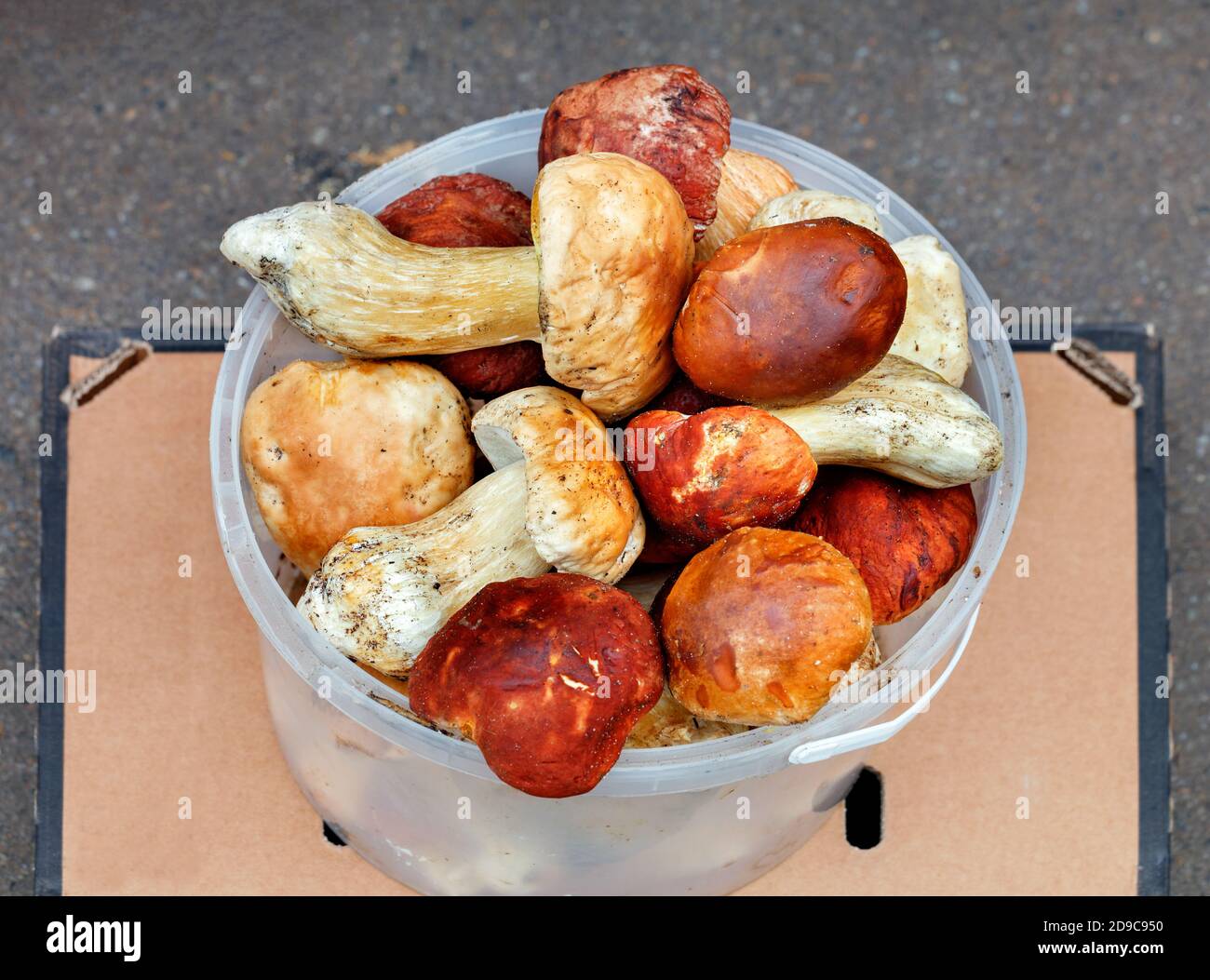 Un mazzo di funghi porcini freschi commestibili vengono raccolti in un secchio di plastica che si trova al bancone di un mercato di strada, sull'asfalto, primo piano, copia Foto Stock