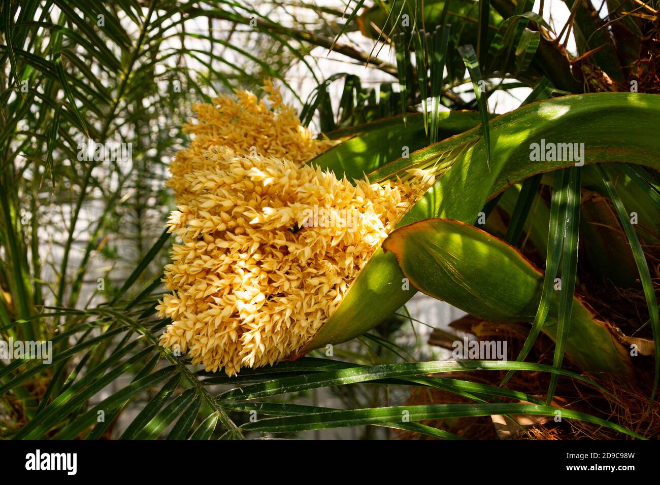 Nuove infiorescenze di una palma da dattero pygmy Foto Stock