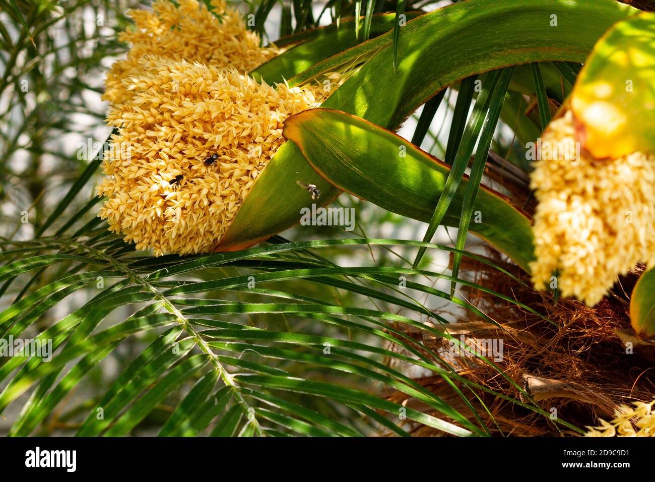 Nuove infiorescenze di una palma da dattero pygmy Foto Stock