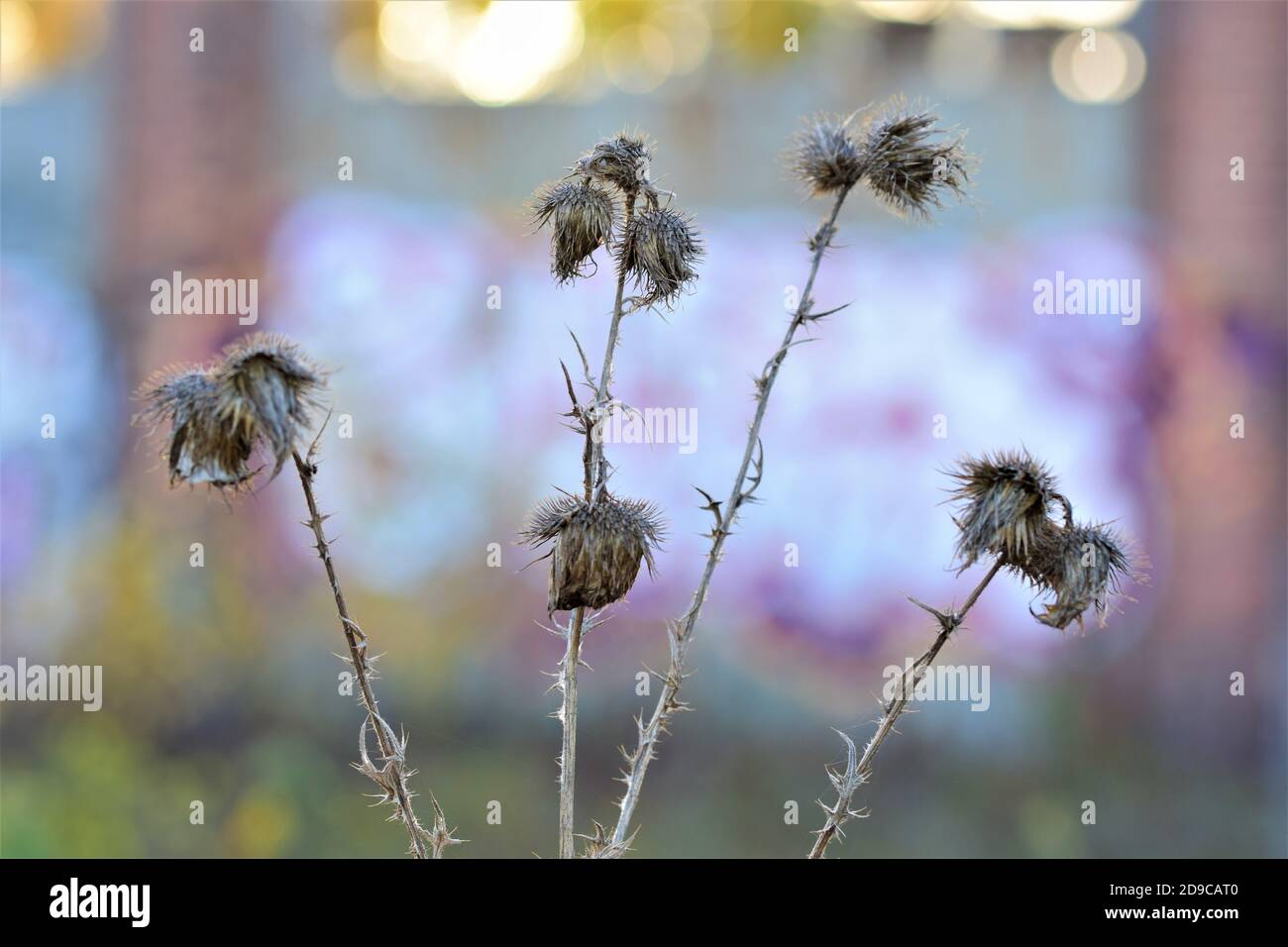 Asciugare il bistile su uno sfondo colorato e sfocato Foto Stock