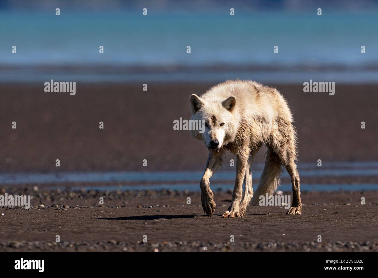 Lupo costiero Foto Stock