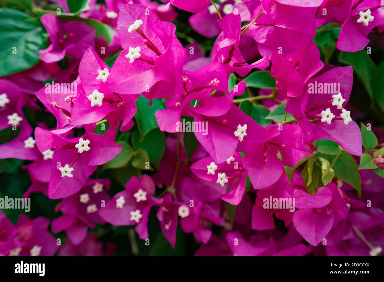 Bella estate fiori come sfondo. Fiori di fuxia in fiore Foto stock - Alamy