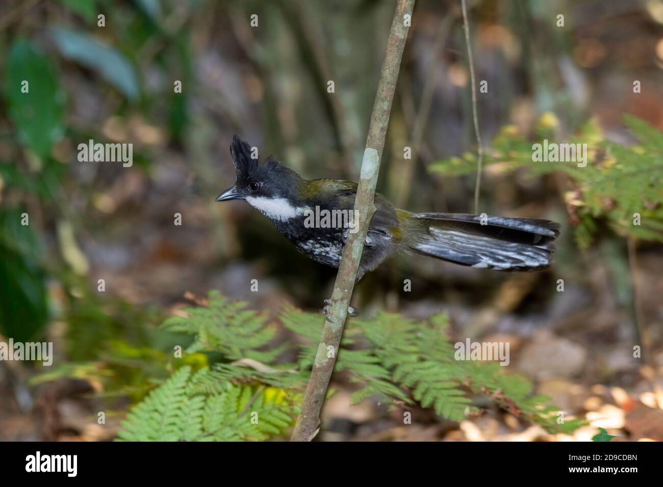 Eastern Whipbird Psophodes olivaceus o'Reilly's Rainforest Retreat, Queensland, Australia 12 novembre 2019 Adulto Psophodidae Foto Stock