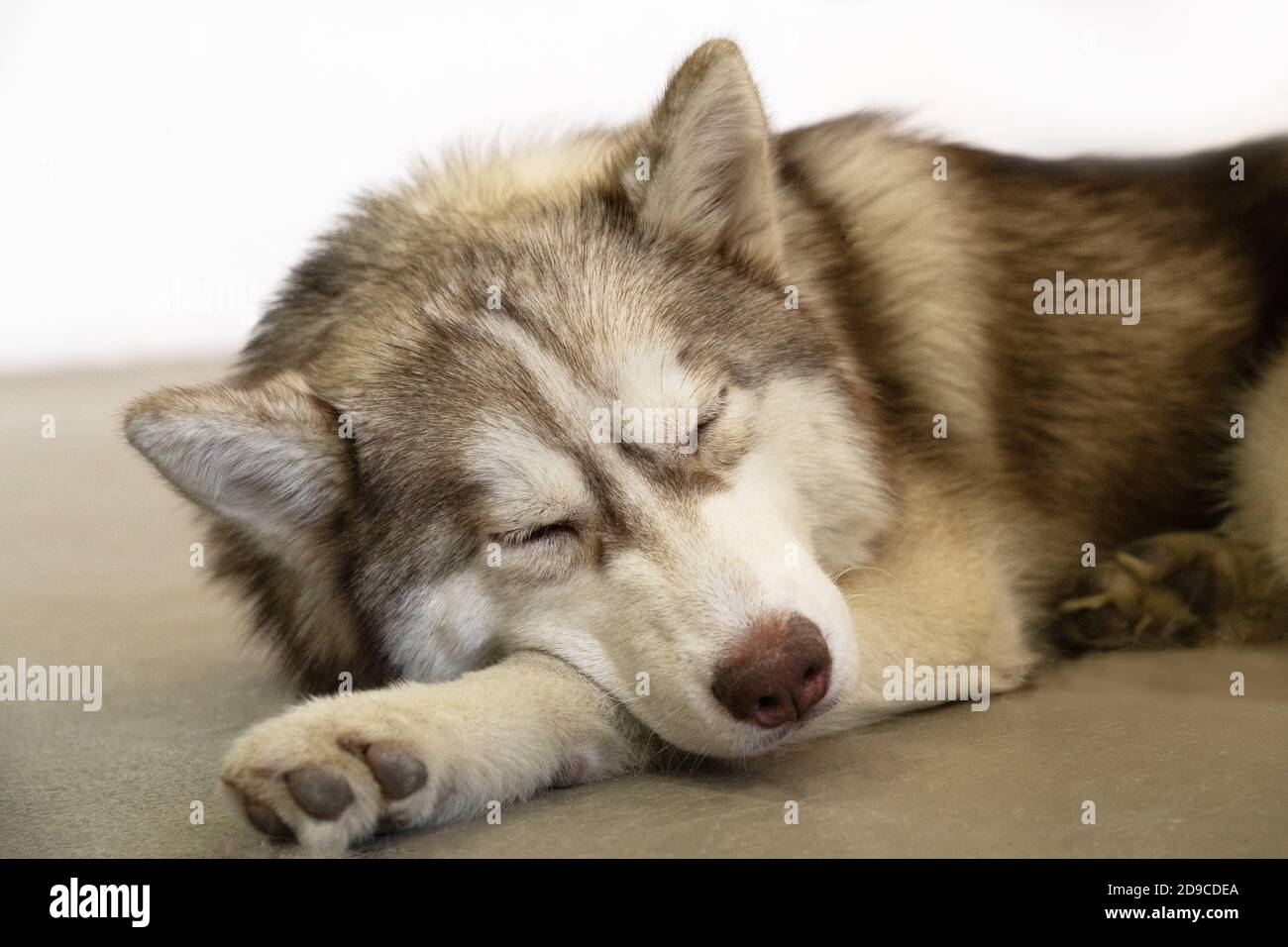 grigio, bianco e marrone buccia con occhi chiusi dormire sul pavimento ritratto di husky siberiano. il cane sembra lupo. Foto Stock