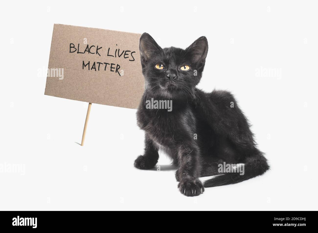 gatto nero con lo slogan nero vive materia su bianco sfondo isolato Foto Stock