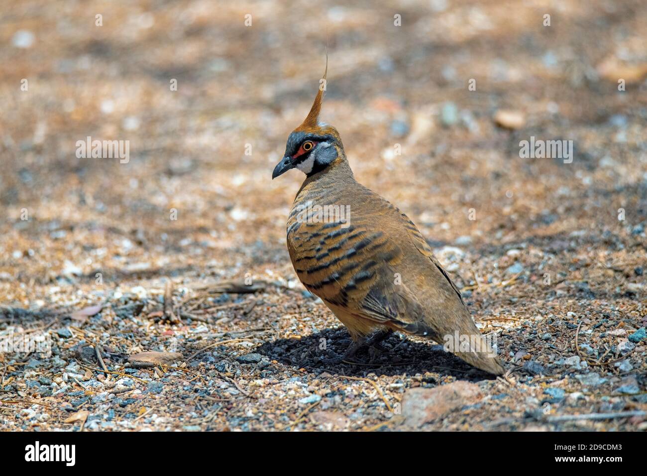 Spinifex Pigeon Geopygaponifera Ormiston Gorge, territorio del Nord, Australia 26 ottobre 2019 Adulto Columbidae Foto Stock