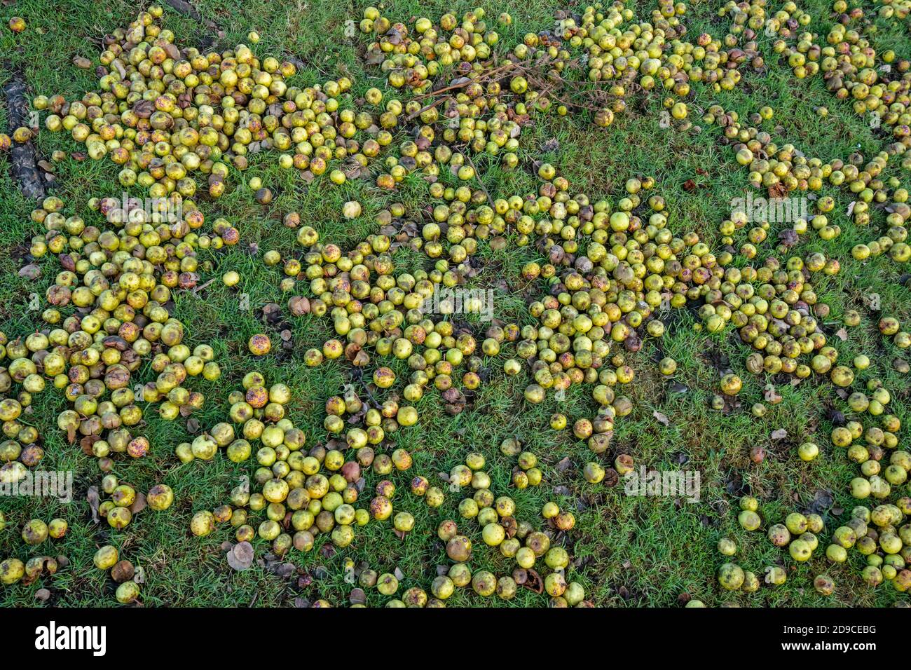 Frutta caduta a terra sotto un albero di granchio (Malus sylvestris) durante l'autunno, Regno Unito. Mele a caduta di vento. Foto Stock