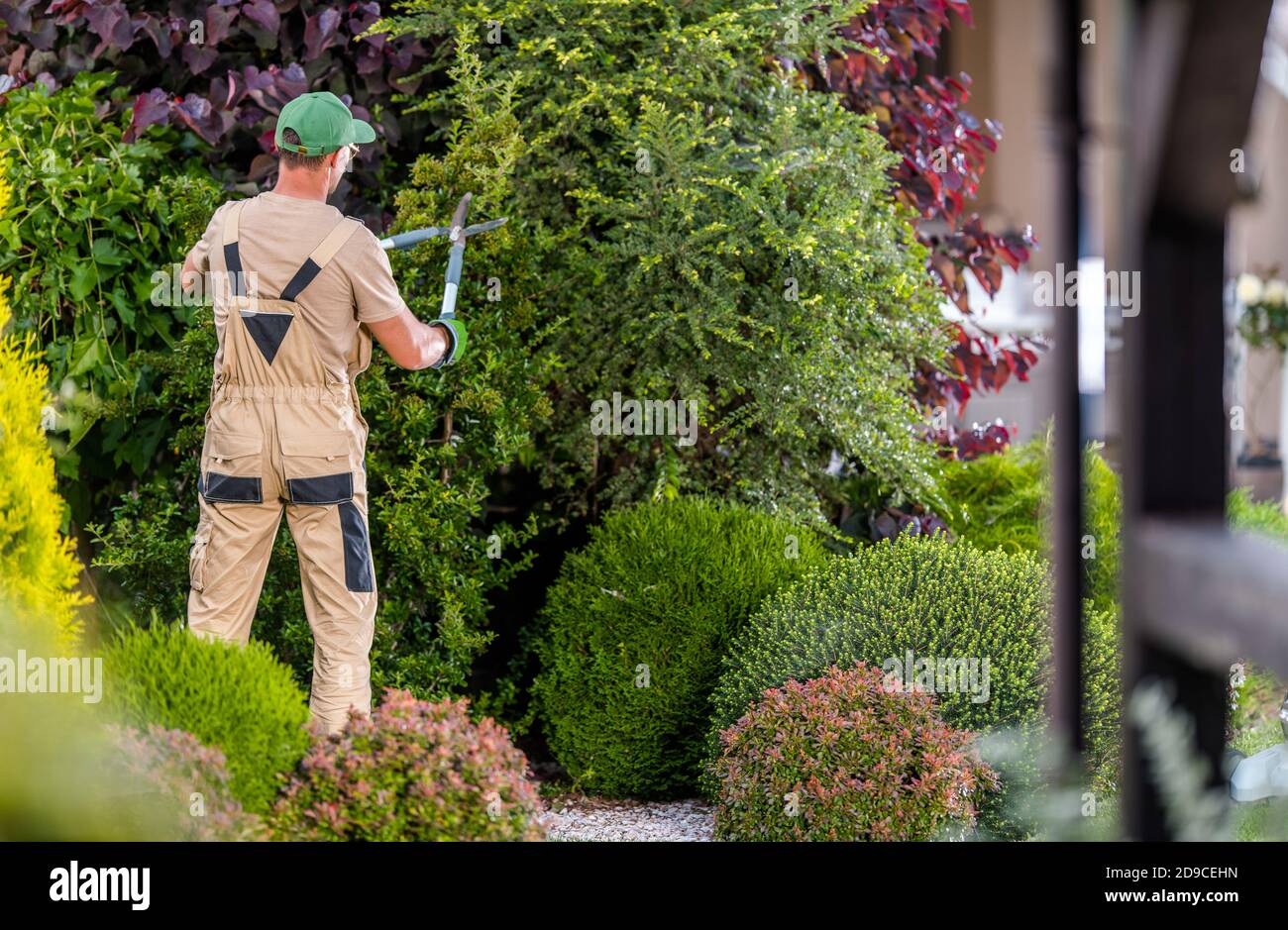 Professionista lavoratore giardino nel suo 40s rifilatura alberi decorativi all'interno di grande e bello giardino residenziale maturo. Foto Stock