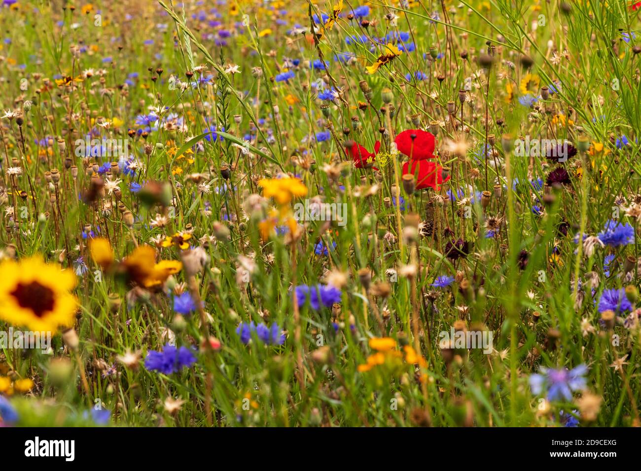 Vista in un prato di fiori selvatici con molti meravigliosi fiori in fiore, profondità di campo poco profonda, fuoco sui fiori di papavero rosso Foto Stock