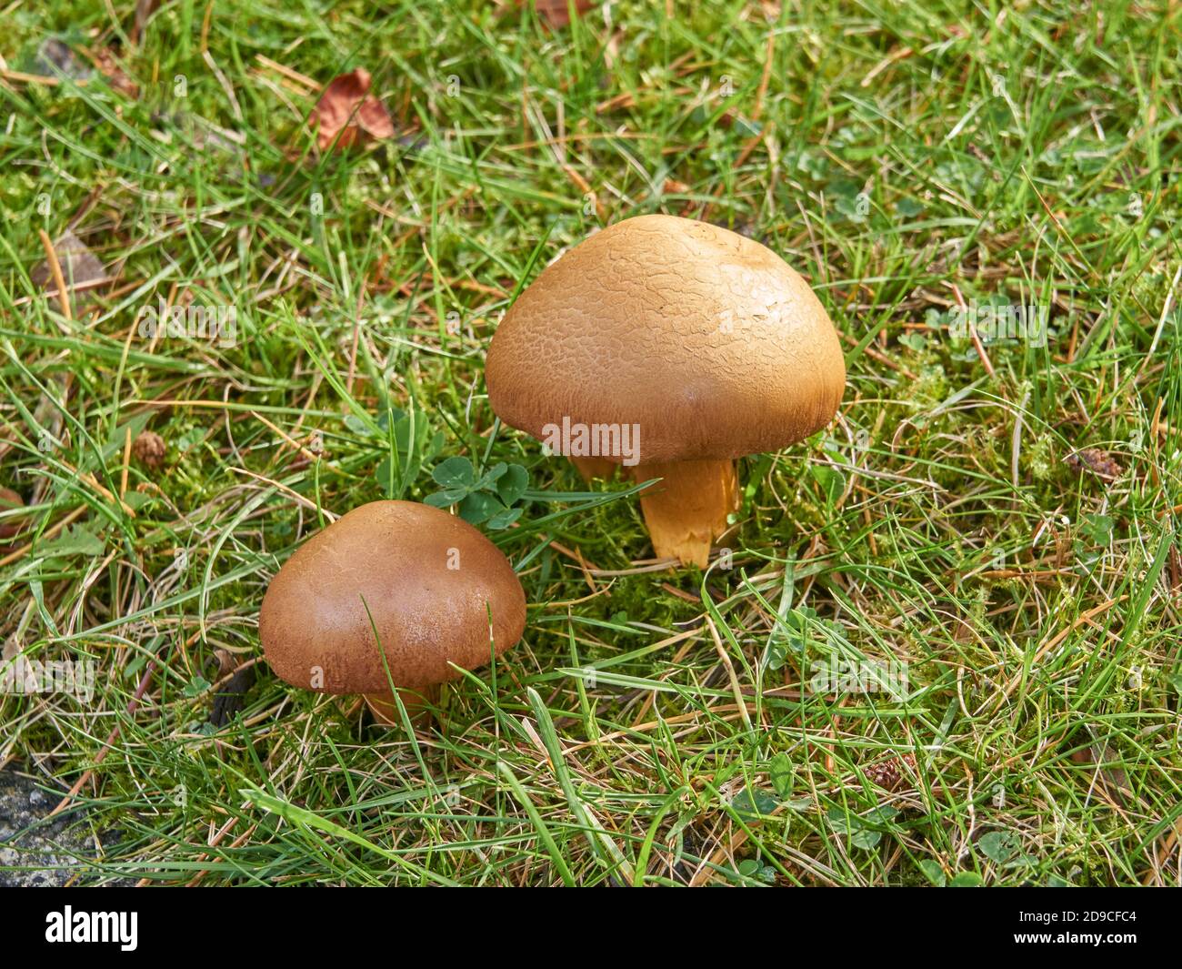 Primo piano di due funghi del Panellus invernale (Panellus serotinus) che crescono in erba verde in autunno, Vancouver, British Columbia Foto Stock