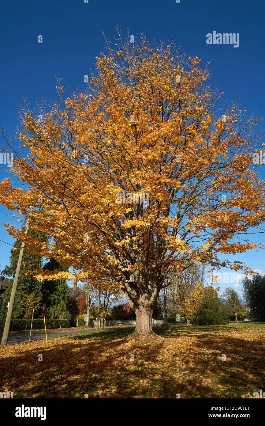 Acero mature dello zucchero (Acer saccharum)con foglie gialle in autunno, Vancouver, British Columbia, Canada Foto Stock