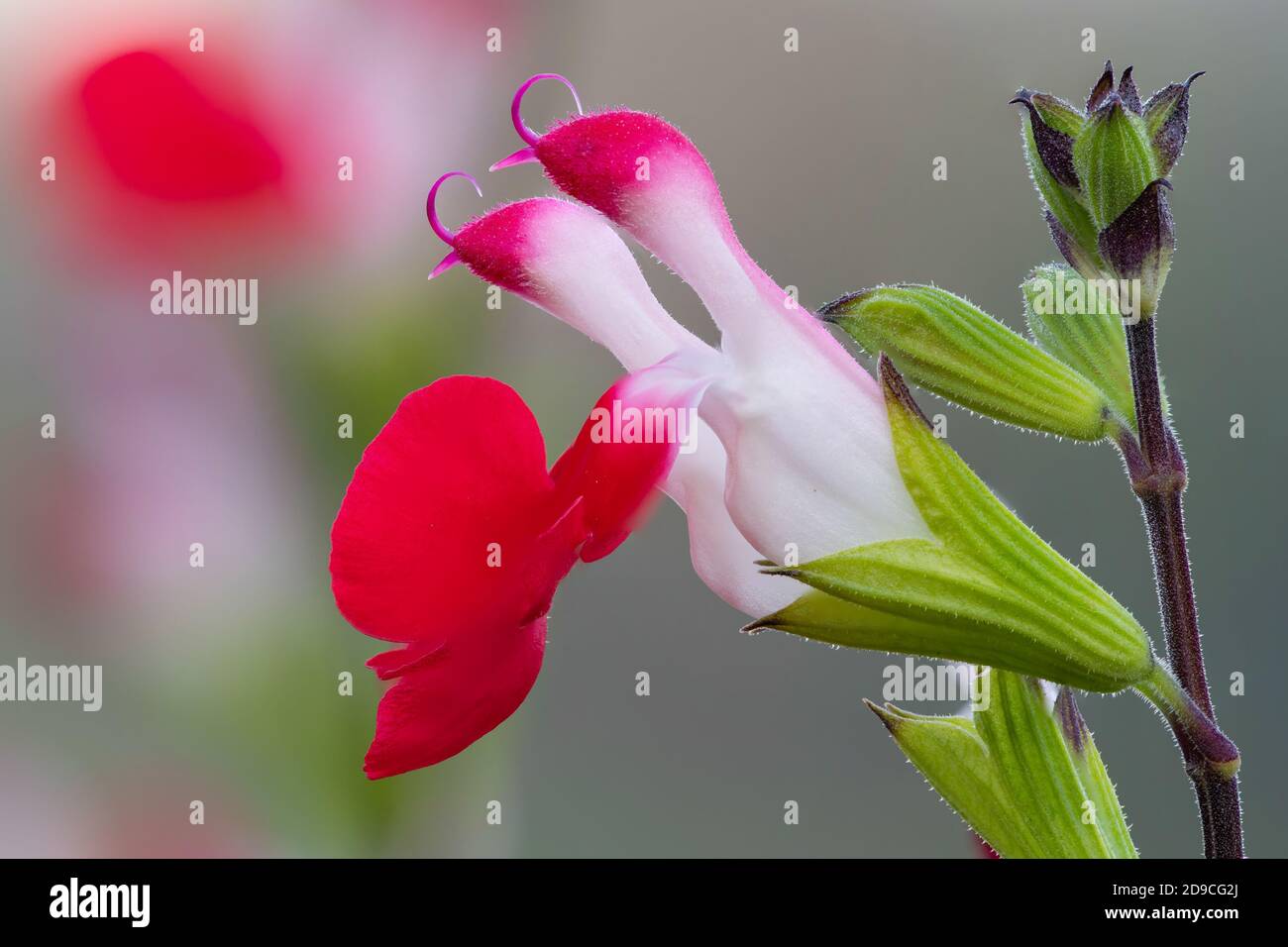 Macro shot di fiori di salvia delle labbra calde in fiore Foto Stock