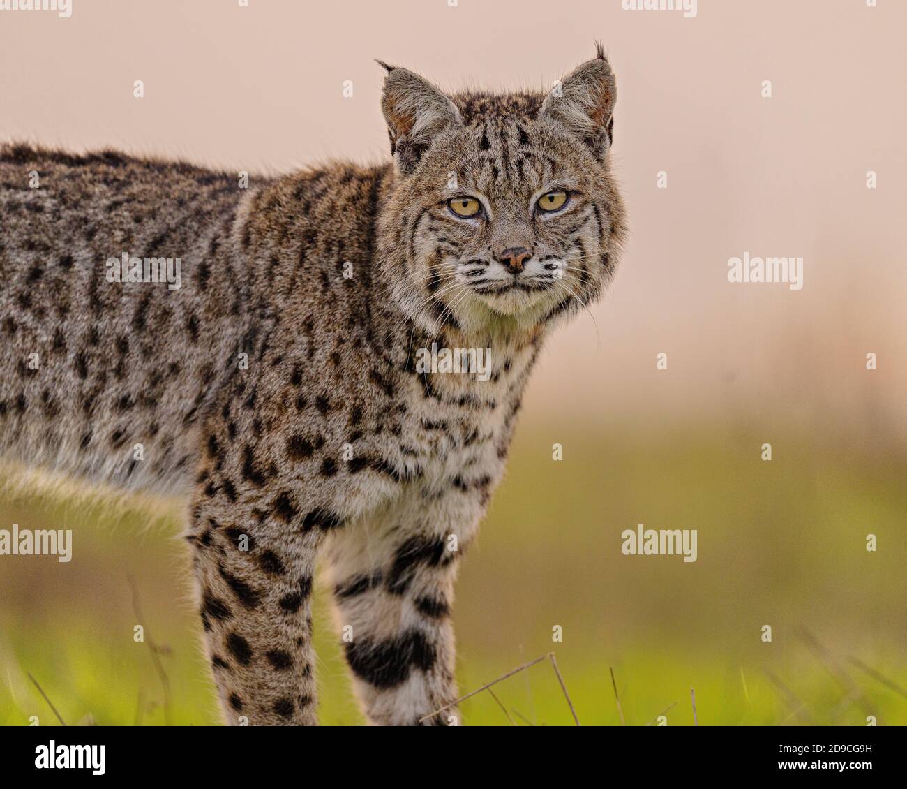 Bobcat Foto Stock