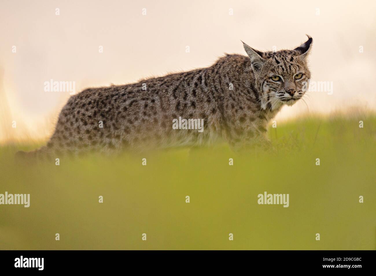 Bobcat Foto Stock