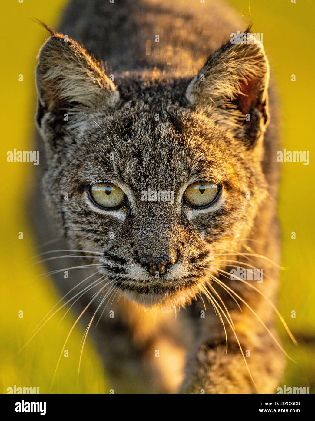 Bobcat Foto Stock