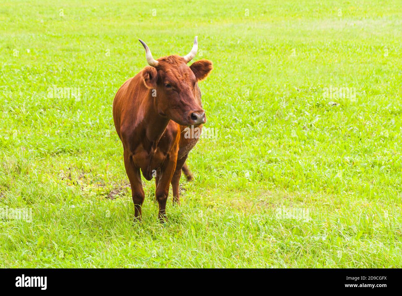 La mucca marrone è sul prato verde durante il giorno d'estate Foto Stock