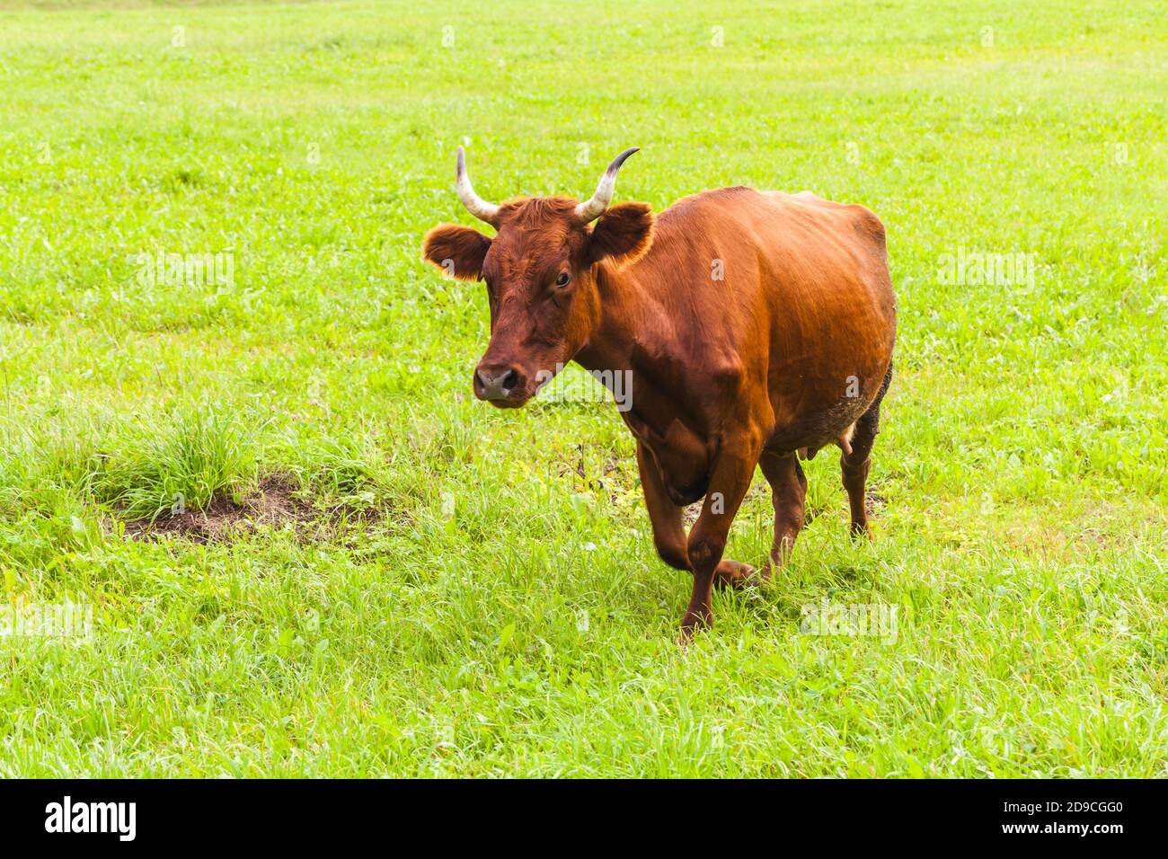 La mucca marrone cammina sul prato verde durante il giorno d'estate Foto Stock