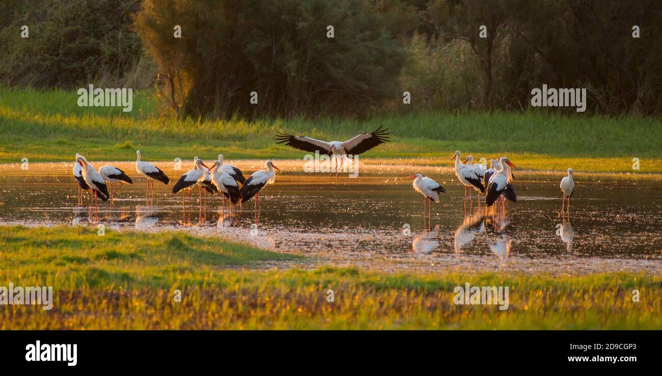 Un gruppo di cicogne si sveglia nel Aigüamolls de l'Empordà Foto Stock