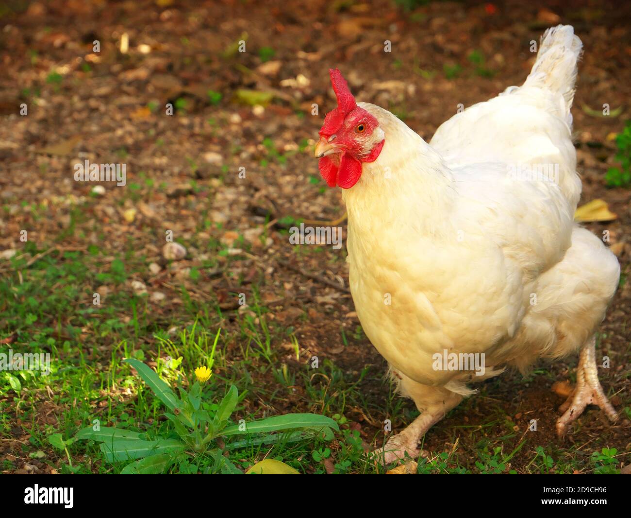 Foto di una gallina bianca che corre in giardino Foto Stock