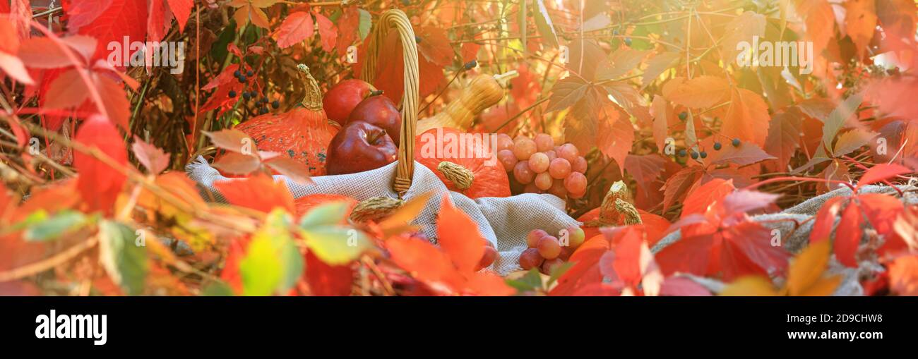 Composizione autunnale con zucche e uva su sfondo di foglie rosse, striscione. Concetto di giorno del Ringraziamento o Halloween con spazio per il testo Foto Stock