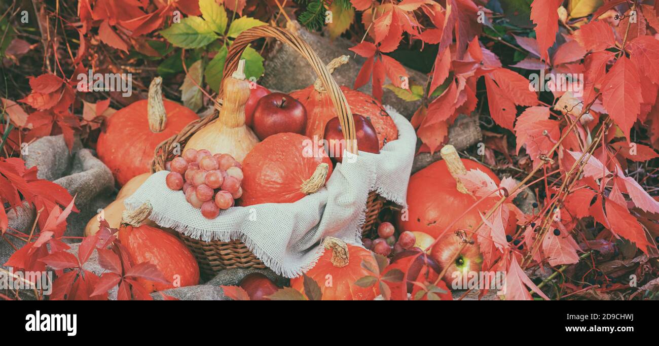 Composizione autunnale con zucche e uva su sfondo di foglie rosse, striscione. Concetto di giorno del Ringraziamento o Halloween con spazio per il testo Foto Stock