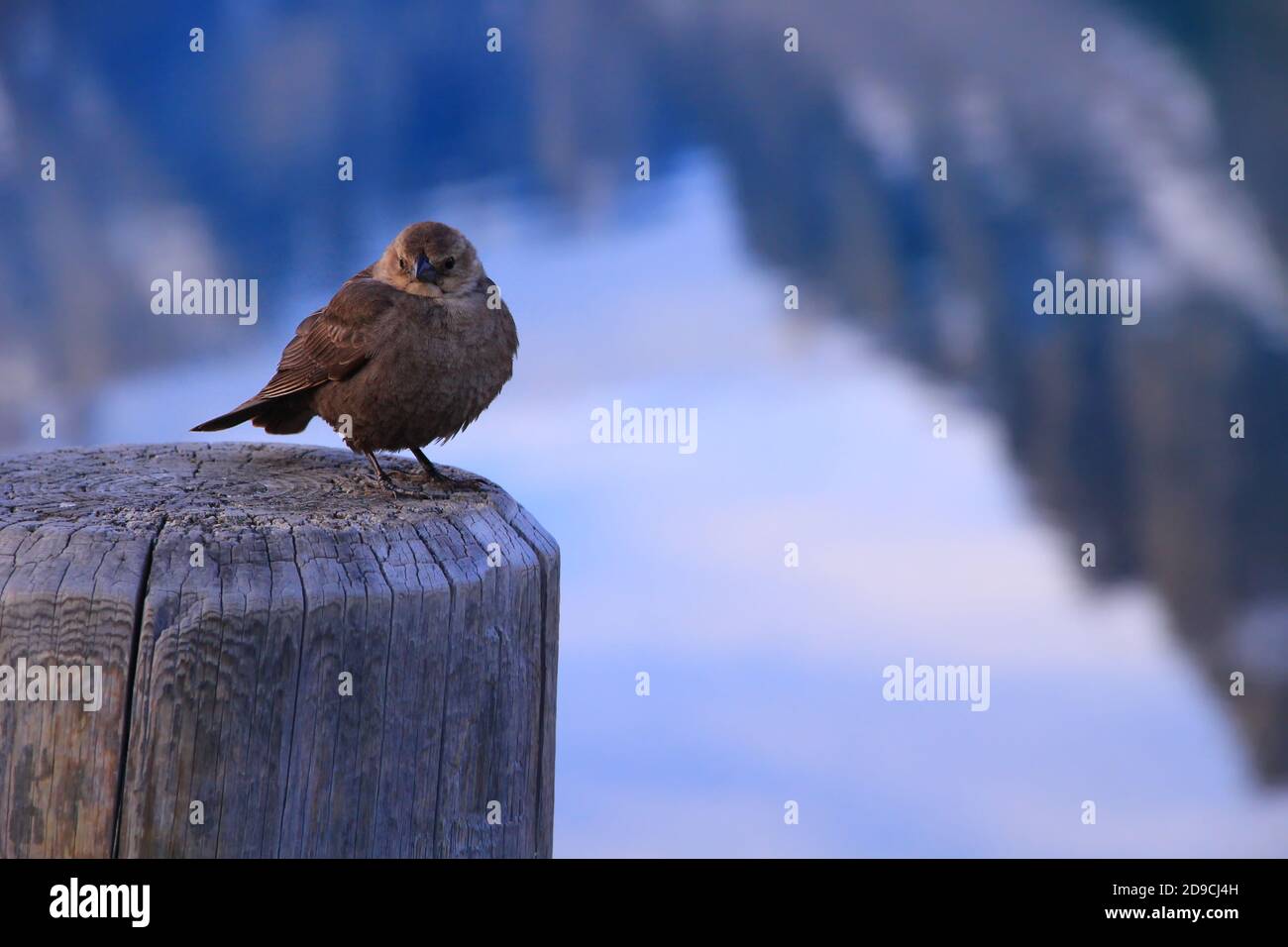 Uccello presto grumpy Foto Stock