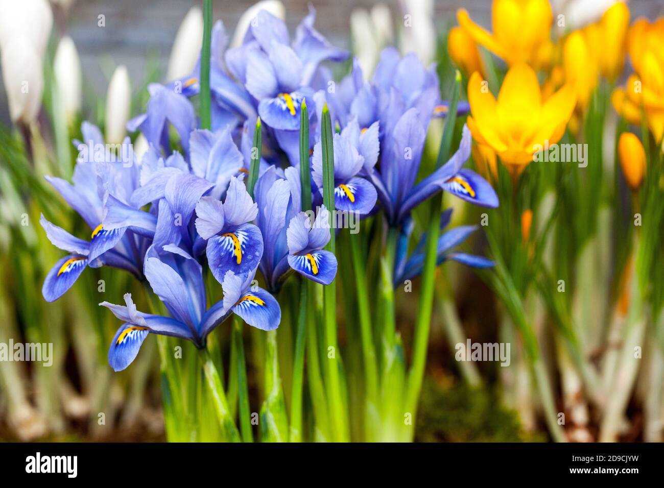 Fiori di Iris blu Iris reticulata Croci gialli bellissimo fiore all'inizio della primavera Foto Stock