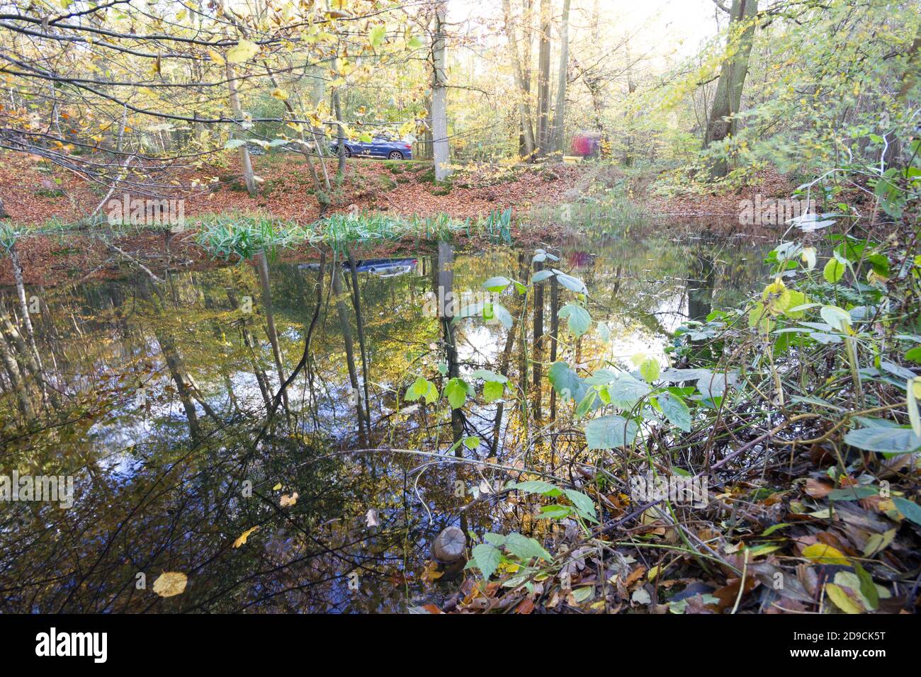 Alberi autunnali riflessi in un laghetto in bosco a Kent, Inghilterra Regno Unito Foto Stock