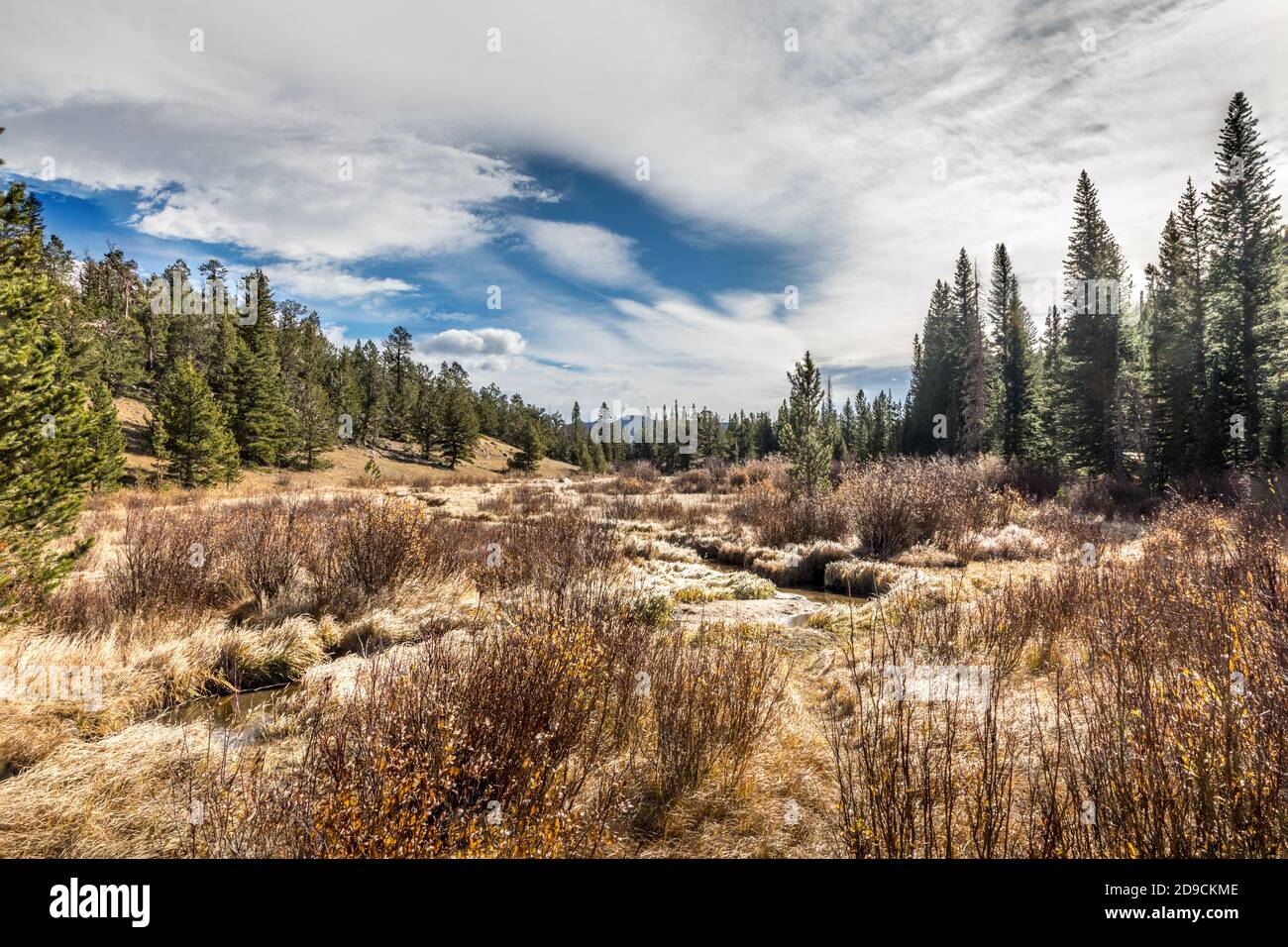 Golden Fall Prato nel Rocky Mountain National Park, Colorado Foto Stock