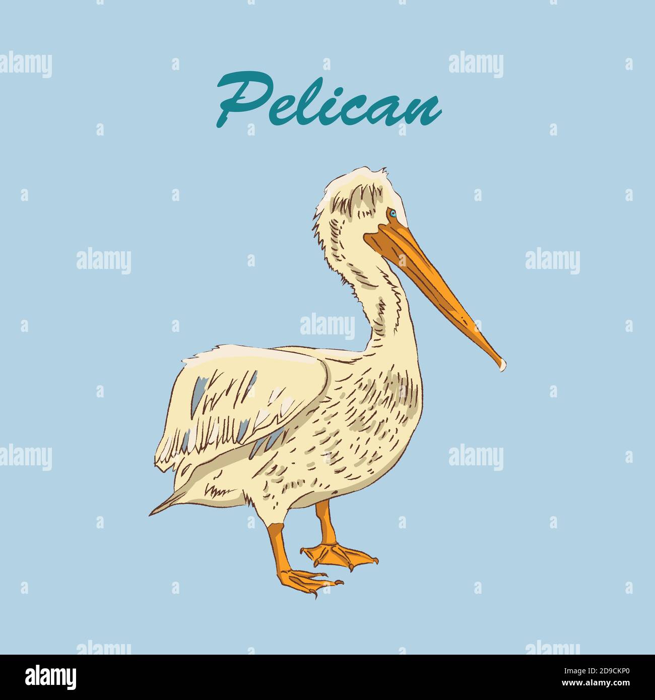Vettore singolo animale pellicano isolato su uno sfondo blu illustrazione. Illustrazione Vettoriale
