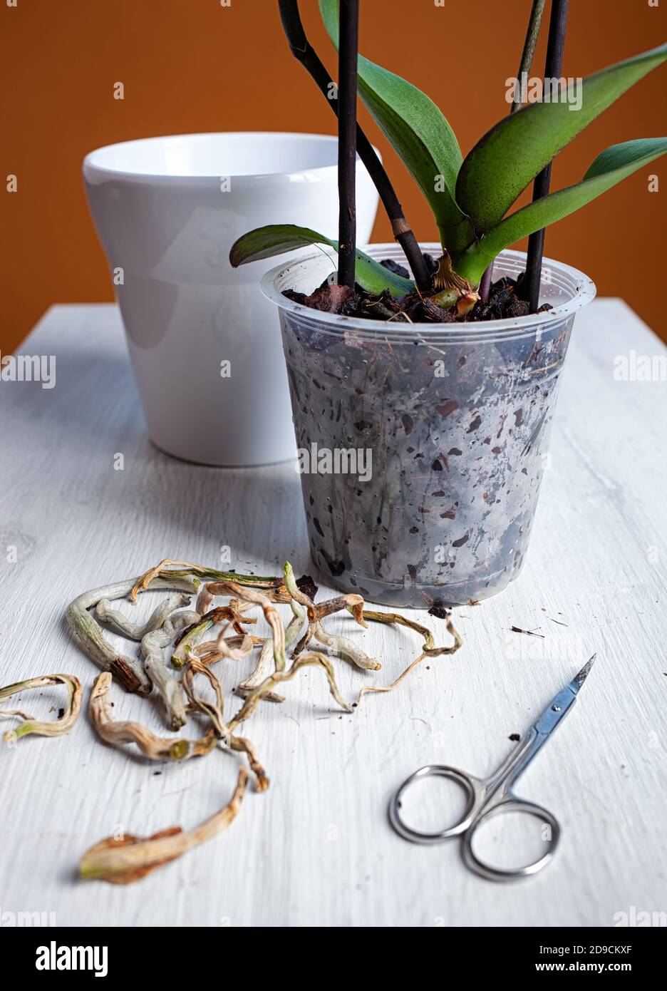 Dopo aver tagliato le radici marcite e secche, pentite l'orchidea. Foto Stock