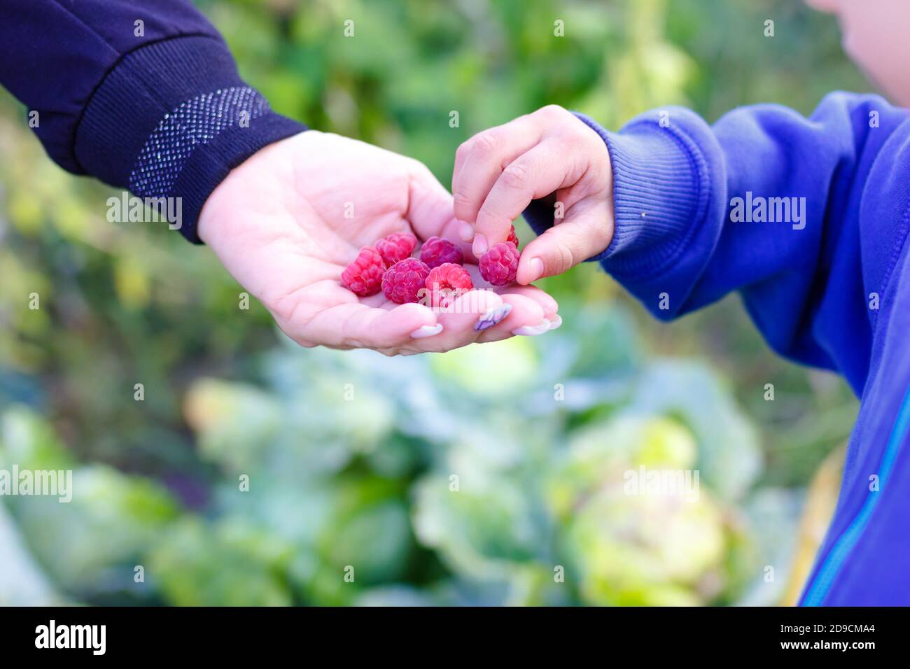 le mani dei bambini prendono i lamponi dalle mani degli adulti Foto Stock