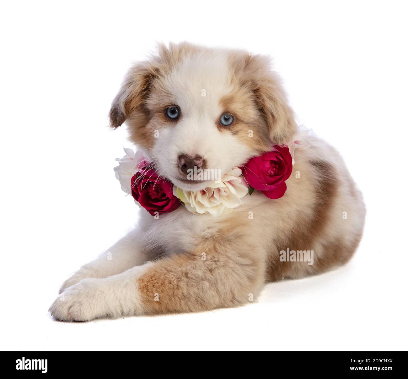 Australiano Shepherd Puppy con fiori rossi su sfondo bianco Foto Stock