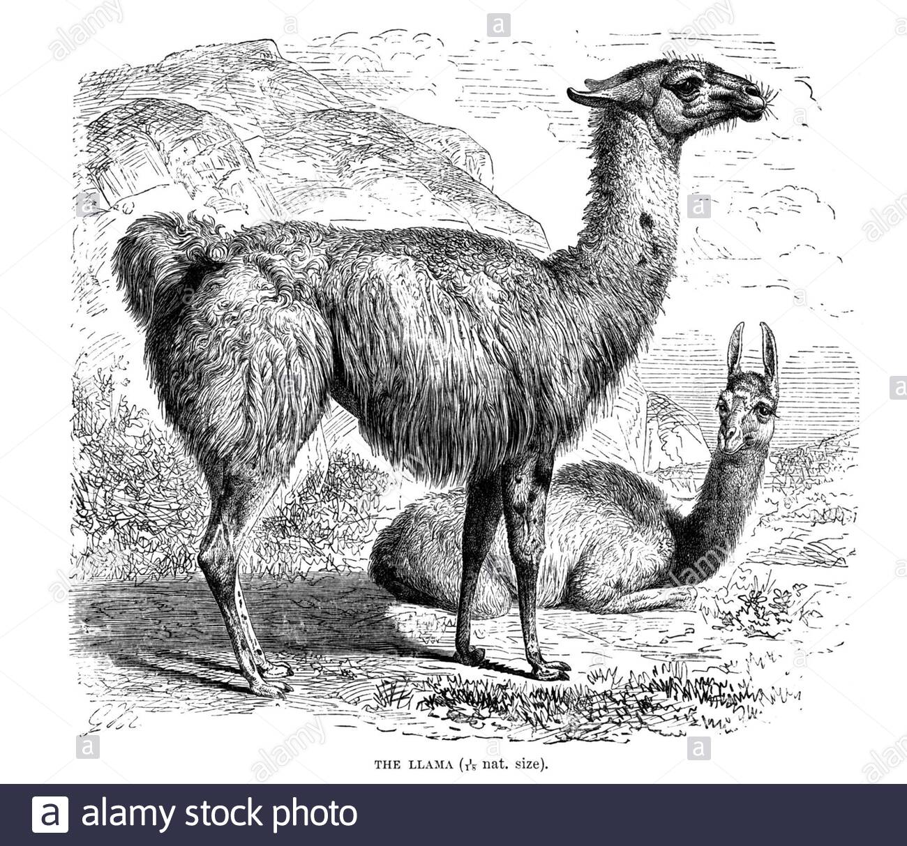 Llama, illustrazione vintage del 1894 Foto Stock