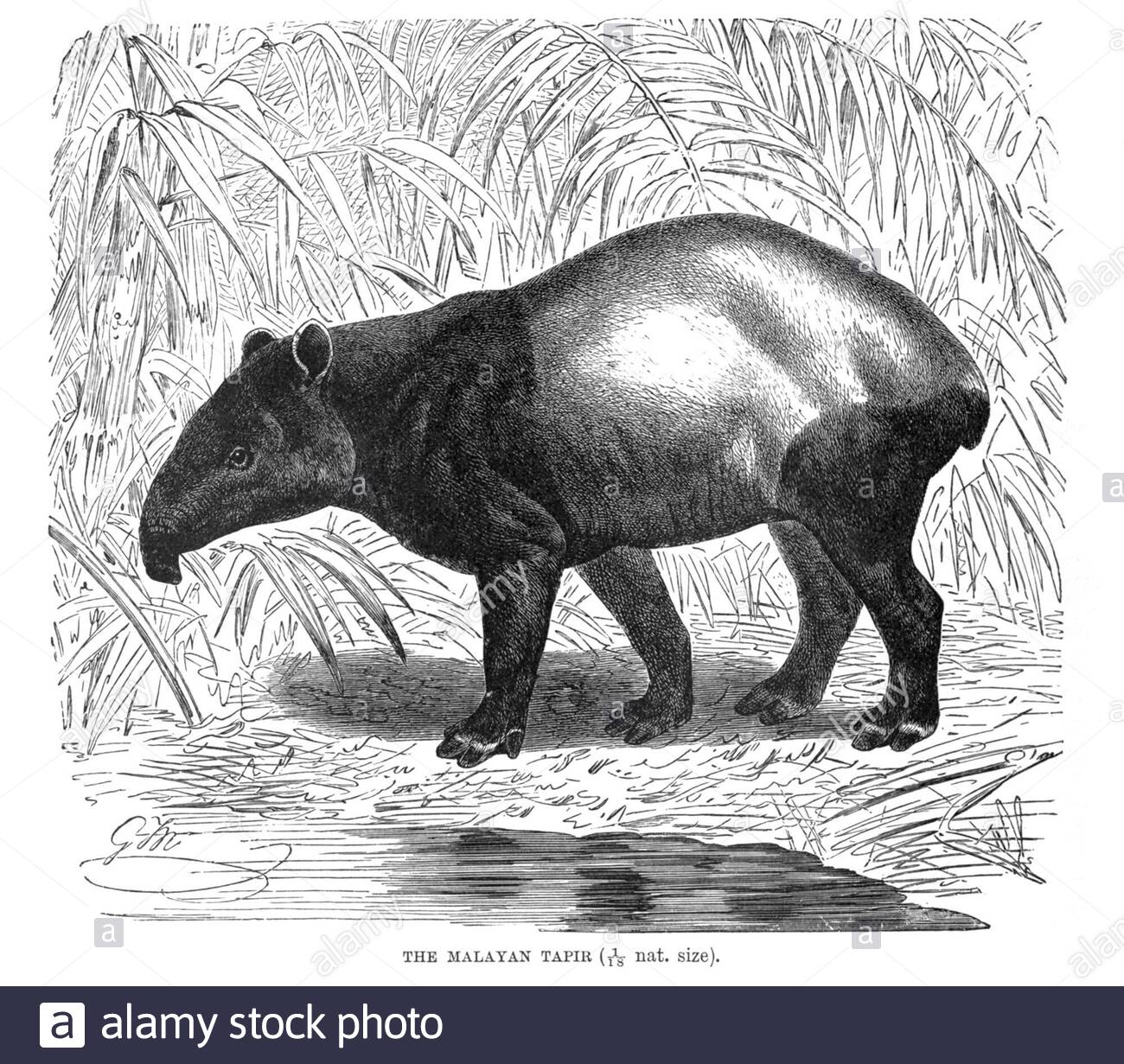 Tapir malese, illustrazione d'epoca del 1894 Foto Stock