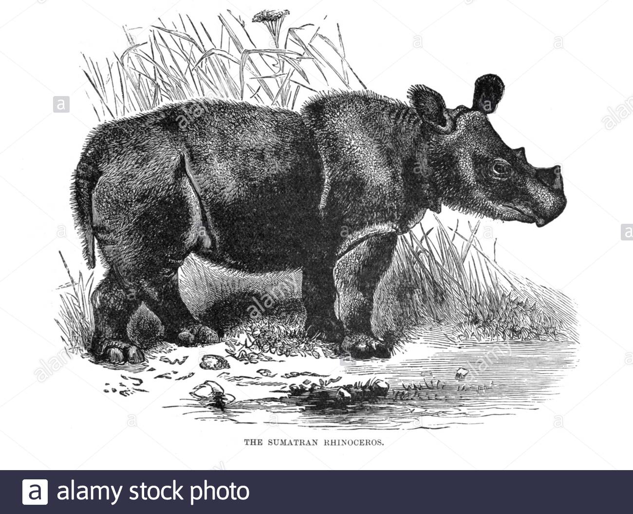 Sumatran Rhinoceros, illustrazione d'epoca del 1894 Foto Stock