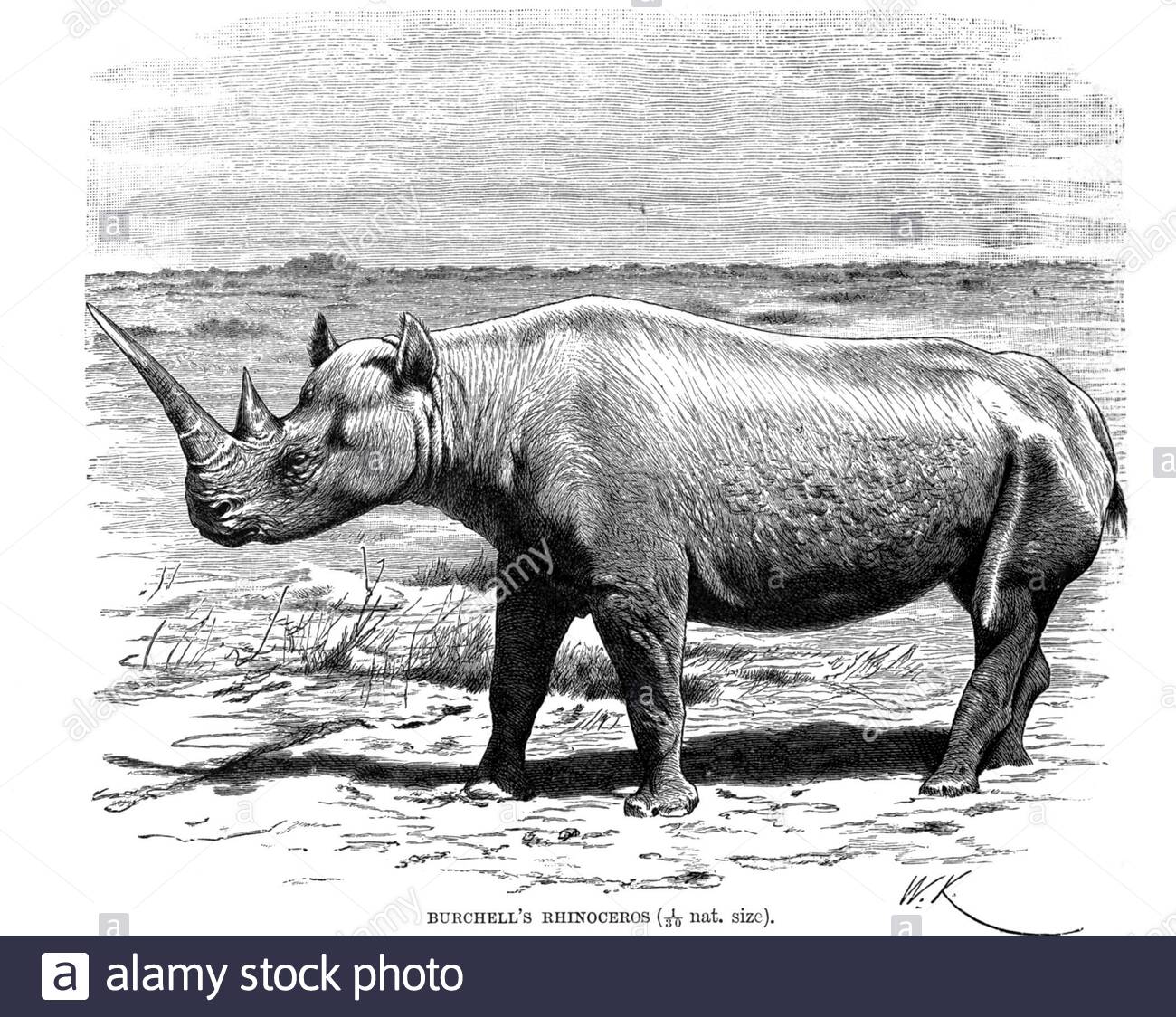 Rinoceronte di Burchell (rinoceronte bianco meridionale), illustrazione d'epoca del 1894 Foto Stock