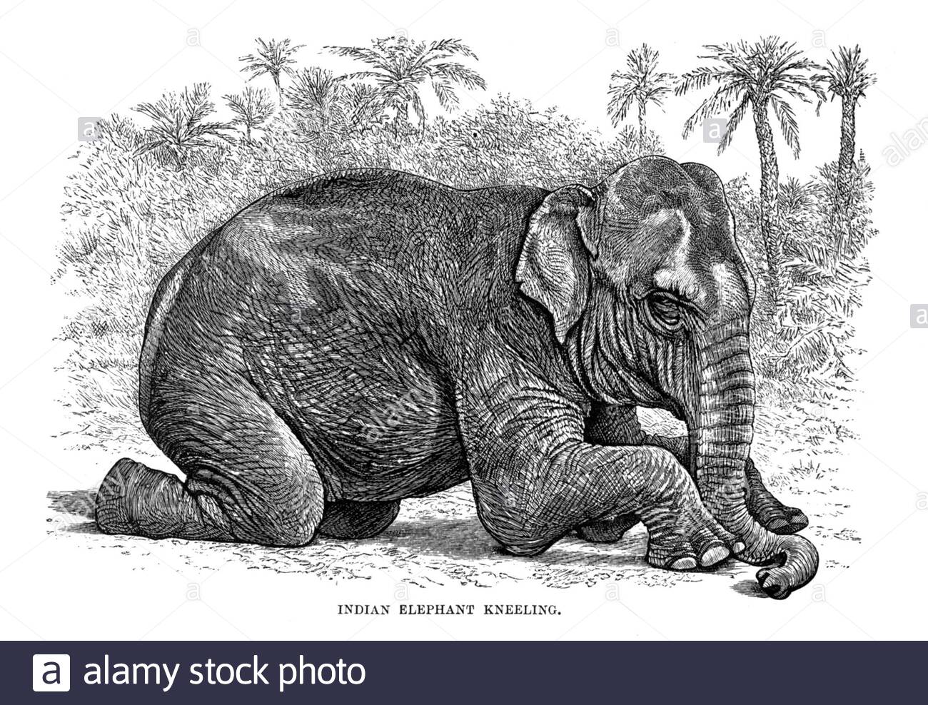 Elefante indiano inginocchiato, illustrazione vintage del 1894 Foto Stock