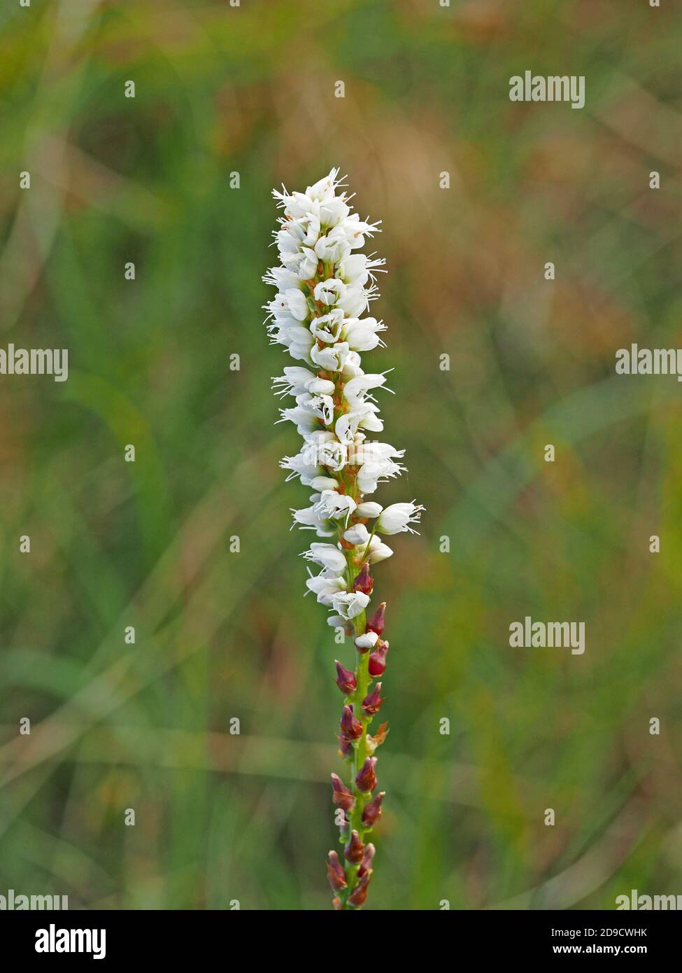 Singolo flowerspike di piccoli fiori bianchi di Alpine Bistort (Bistorta vivipara o Persicaria vivipara) in Cumbria Inghilterra Regno Unito Foto Stock