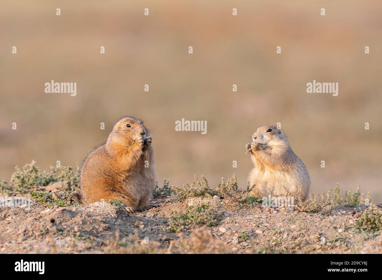 Cane di prateria dalla coda nera (Cynomys ludovicianus) mangiare il tistolo russo, caduta, Theodore Roosevelt NP, ND, USA, di Dominique Baud/Dembinsky Photo Assoc Foto Stock