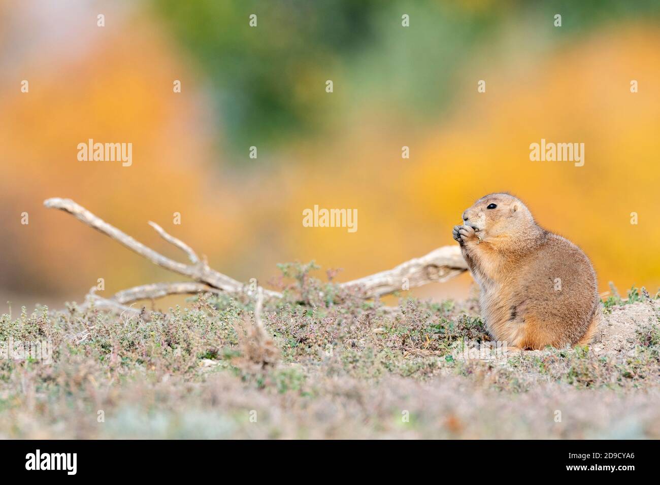 Cane di prateria dalla coda nera (Cynomys ludovicianus) mangiare il tistolo russo, caduta, Theodore Roosevelt NP, ND, USA, di Dominique Baud/Dembinsky Photo Assoc Foto Stock