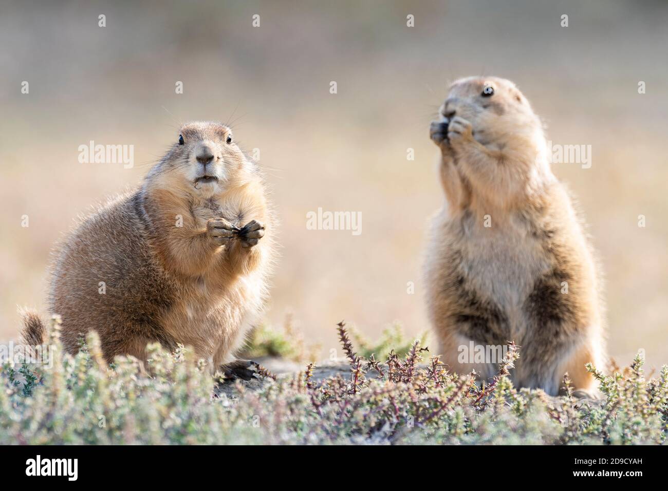 Cani di prateria dalla coda nera (Cynomys ludovicianus) che mangiano il thistle russo, Theodore Roosevelt NP, ND, USA, di Dominique Baud/Dembinsky Photo Assoc Foto Stock