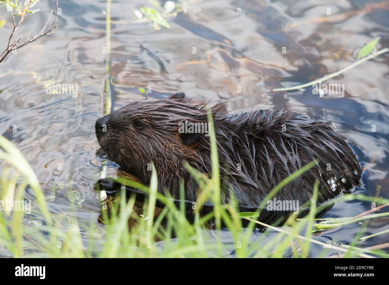 Beaver primo piano profilo mangiare in acqua, mostrando pelliccia marrone cappotto, corpo, testa, occhio, orecchie, naso, zampe, whiskers con fondo d'acqua nella sua abitudine Foto Stock