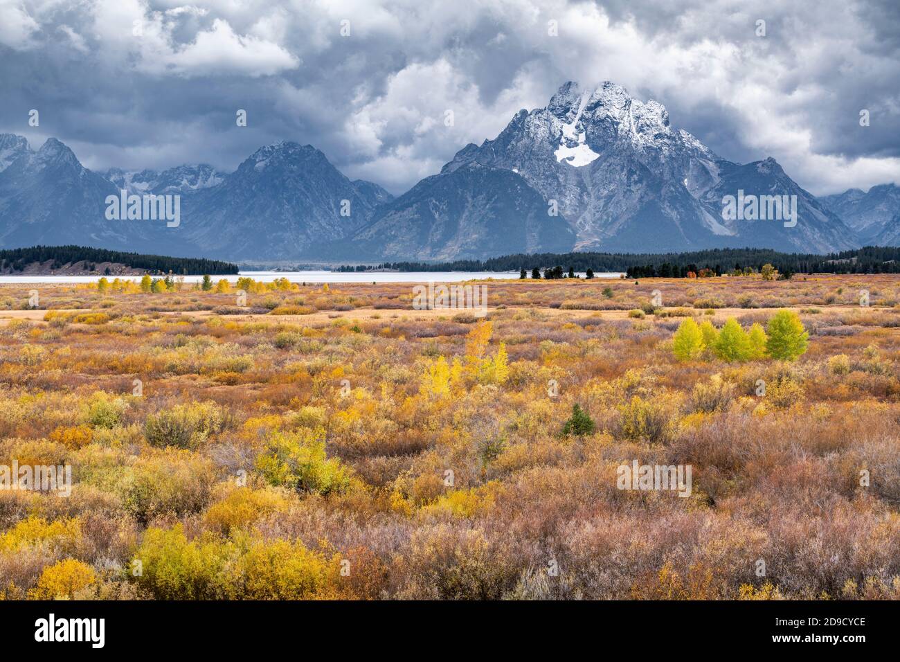 Grand Teton National Park, Willow Flats & Mt Moran, Autunno, Wyoming, USA, di Dominique Braud/Dembinsky Photo Assoc Foto Stock