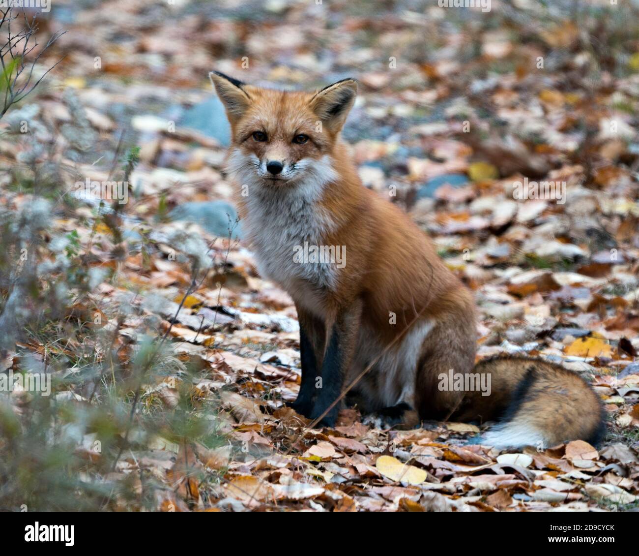 Vista del profilo in primo piano con volpe rossa, coda di volpe con sfondo sfocato nell'ambiente e nell'habitat. Immagine FOX. Foto FOX. Ritratto FOX. Foto Stock